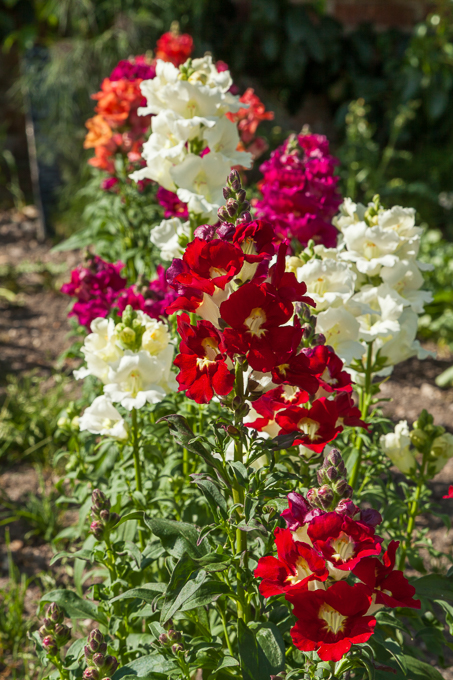 Clumber 2013 (07)